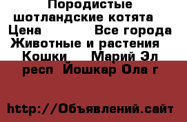 Породистые шотландские котята. › Цена ­ 5 000 - Все города Животные и растения » Кошки   . Марий Эл респ.,Йошкар-Ола г.